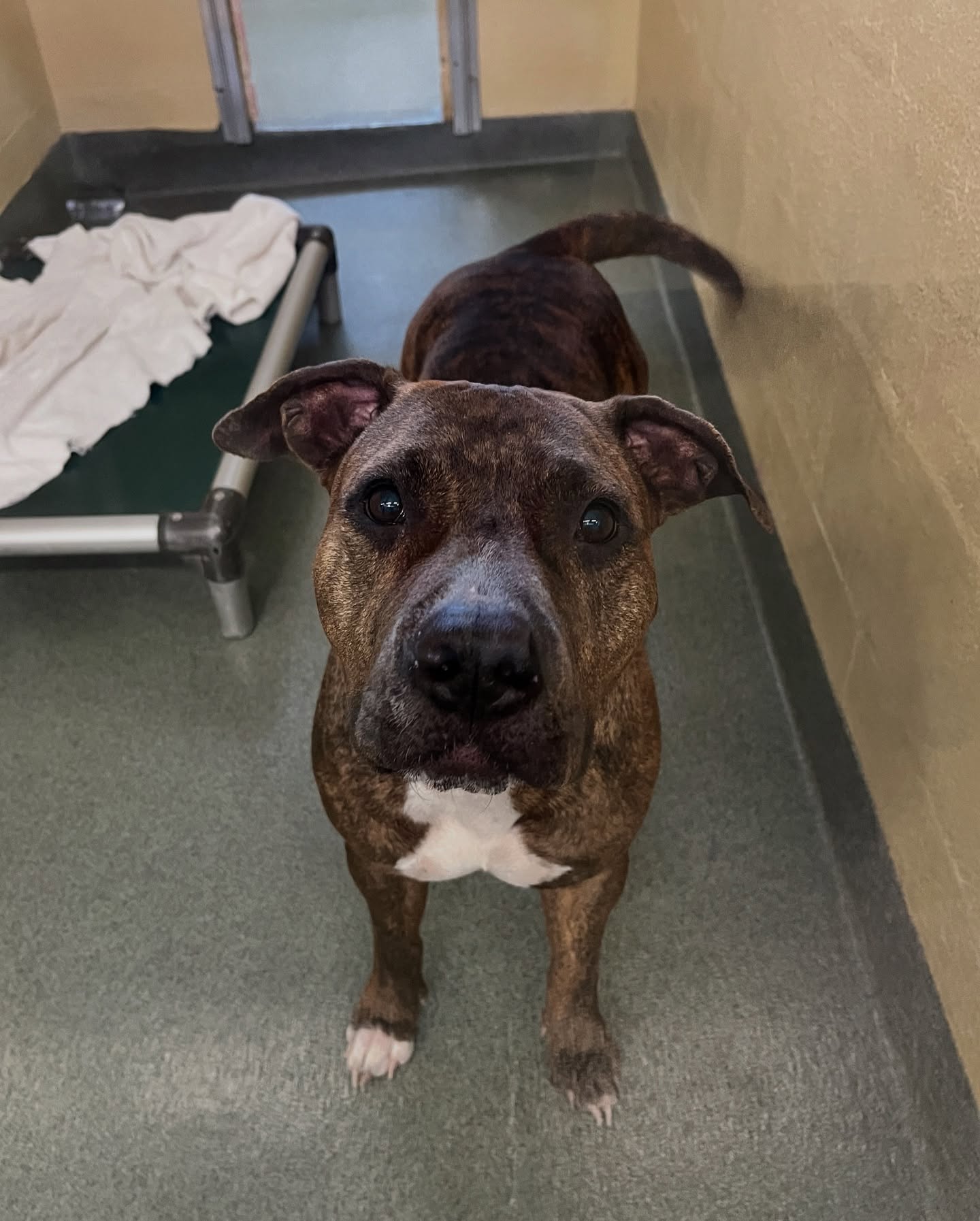 brown dog in shelter
