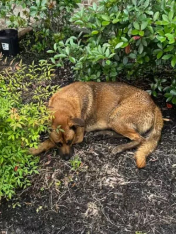 brown dog laying in garden