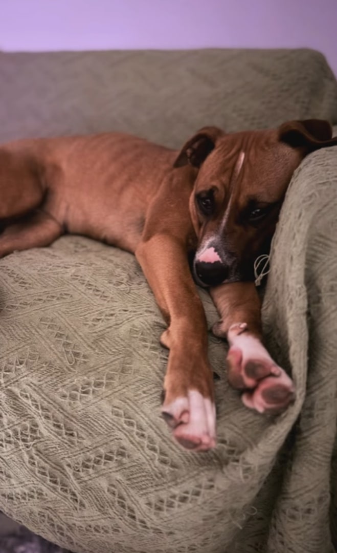 brown dog laying on couch