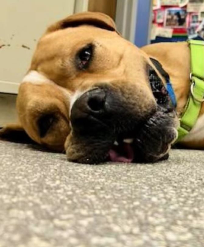 brown dog laying on the floor