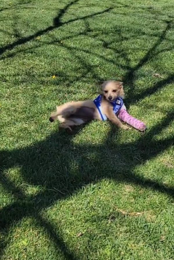 brown dog laying on the ground