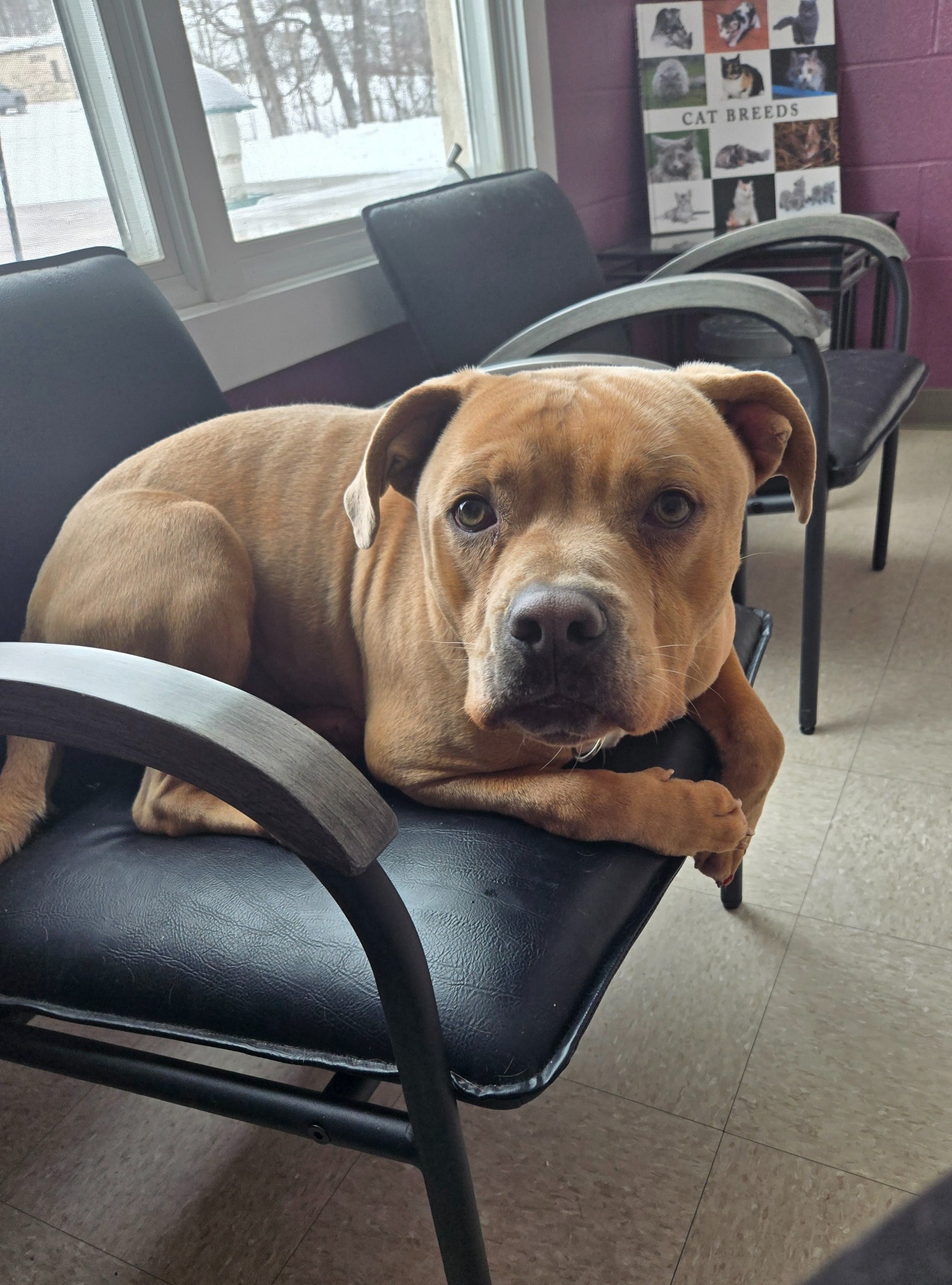 brown dog sitting on chair