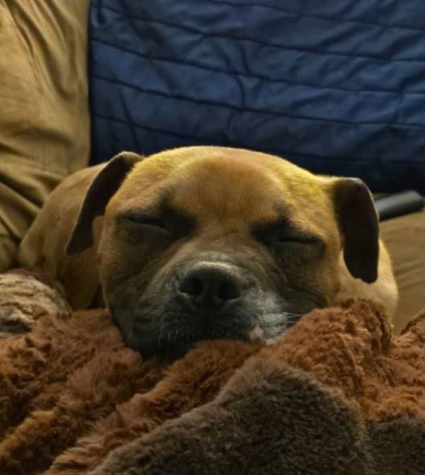 brown dog sleeping