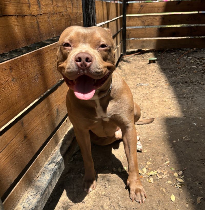 brown dog smiling