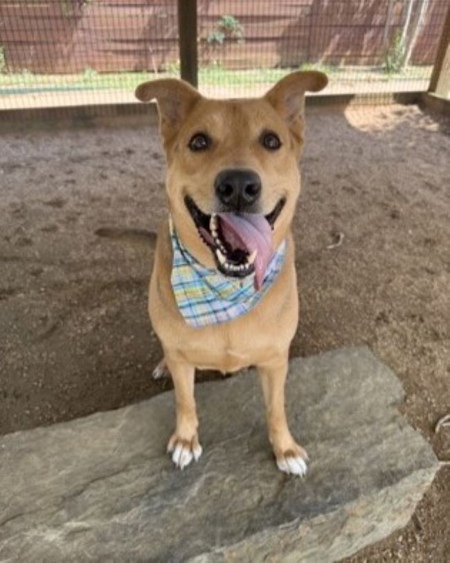 brown dog smiling