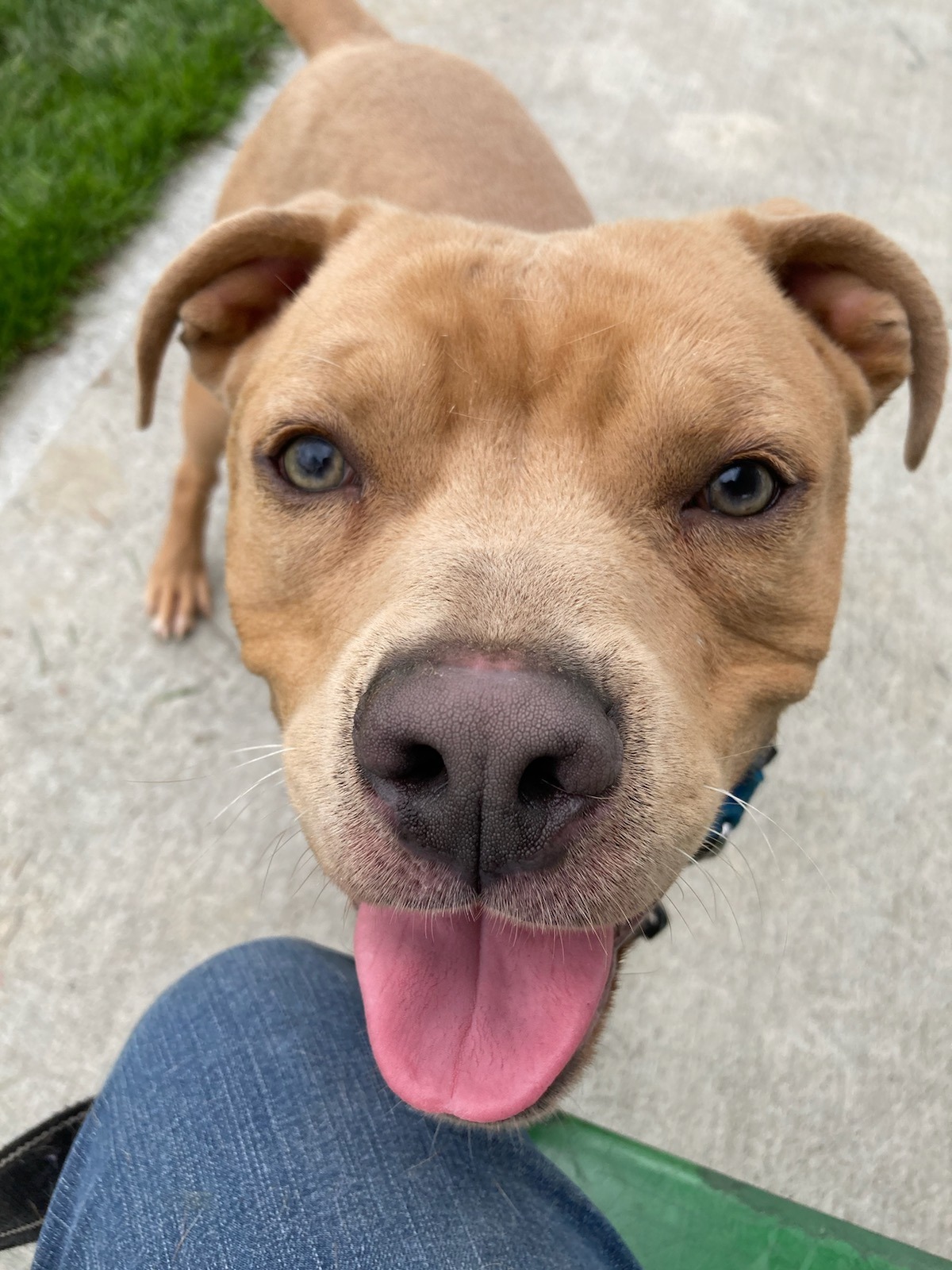 brown dog with tongue out