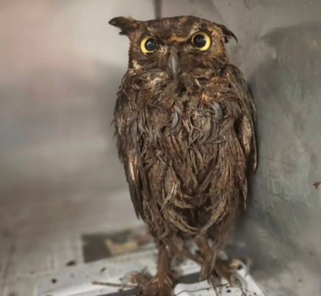 brown owl