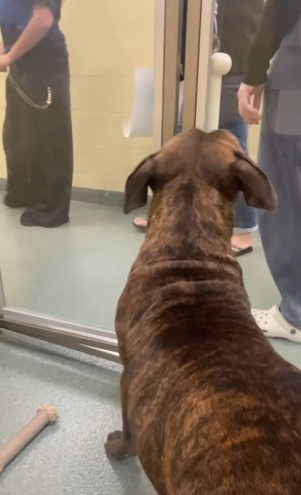 brown shelter dog