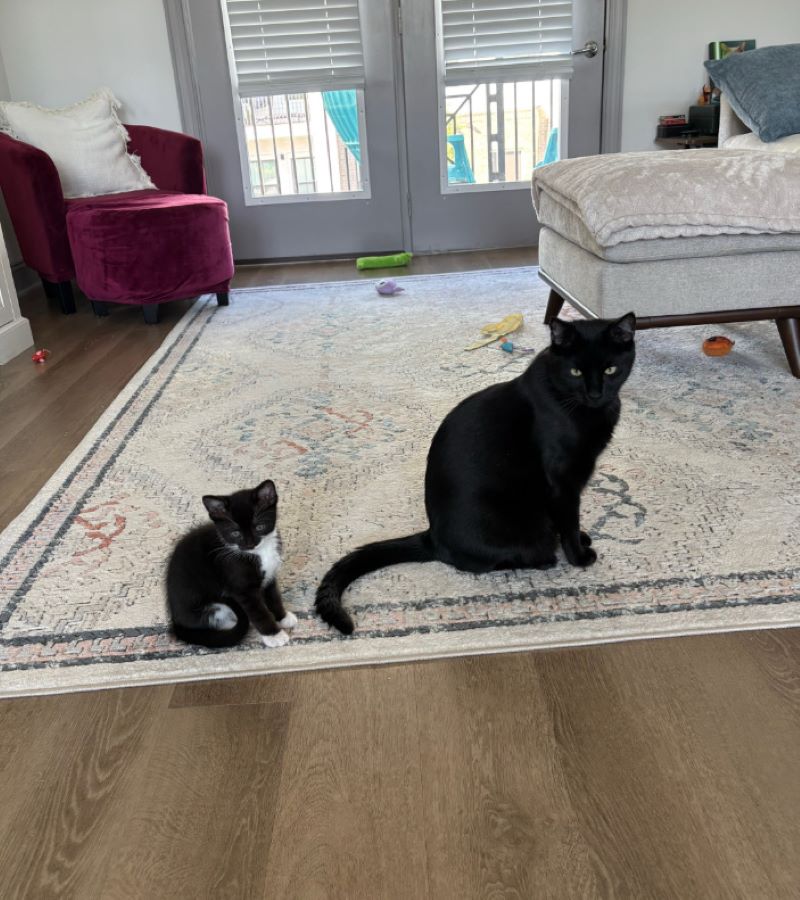 cat and kitten in house