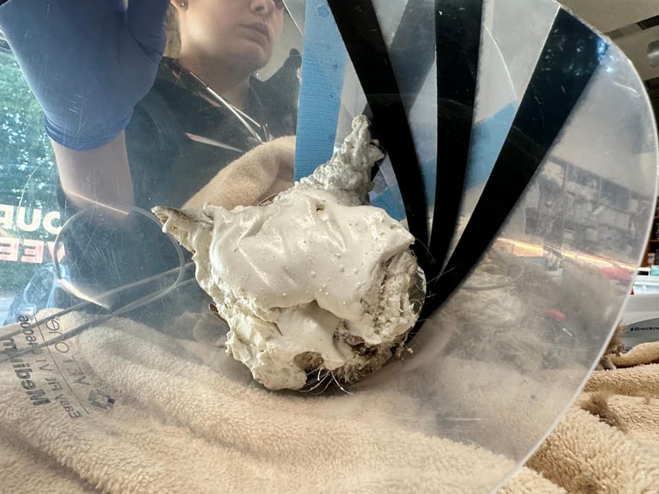 cat under foam