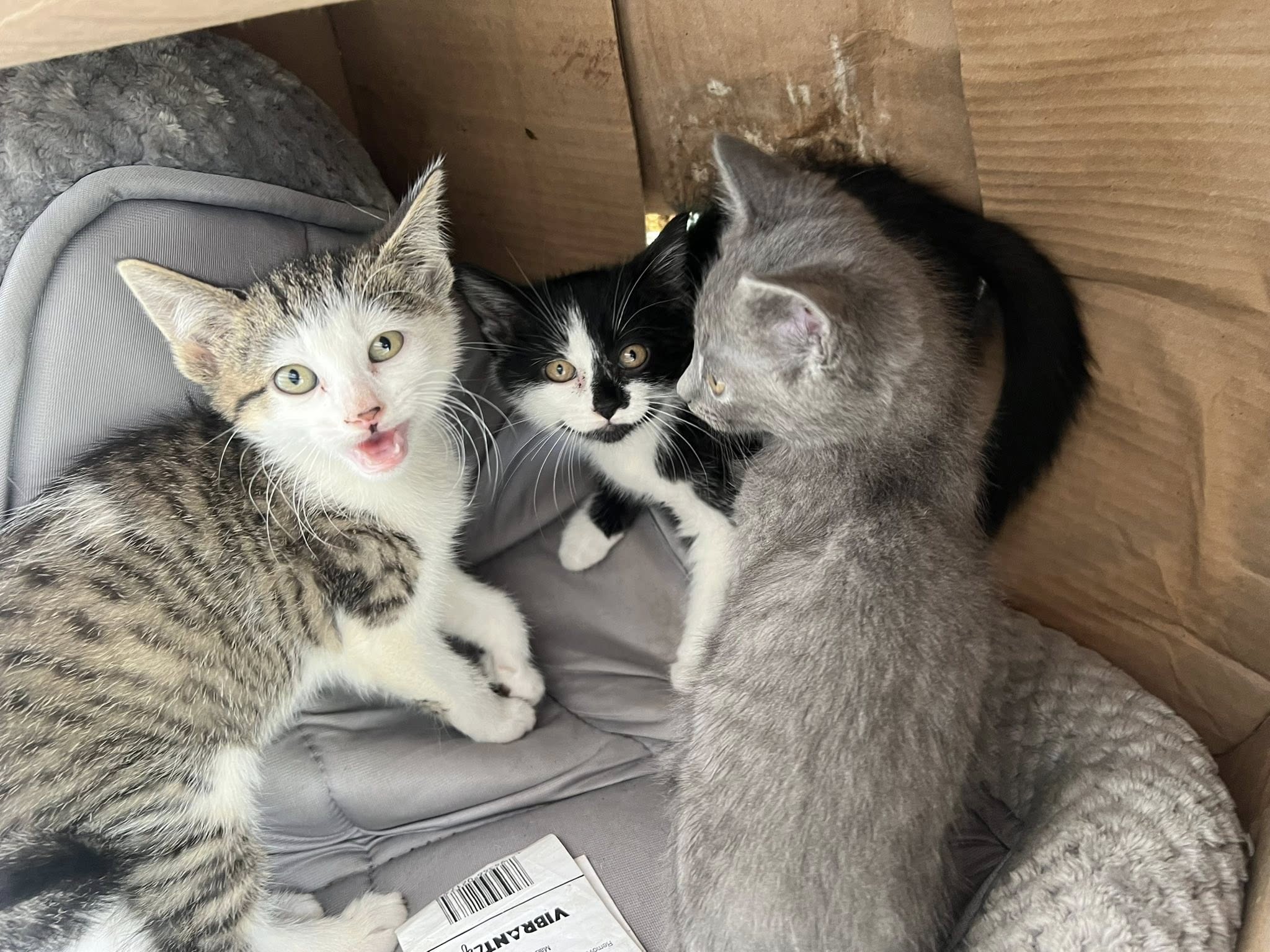 cats in box