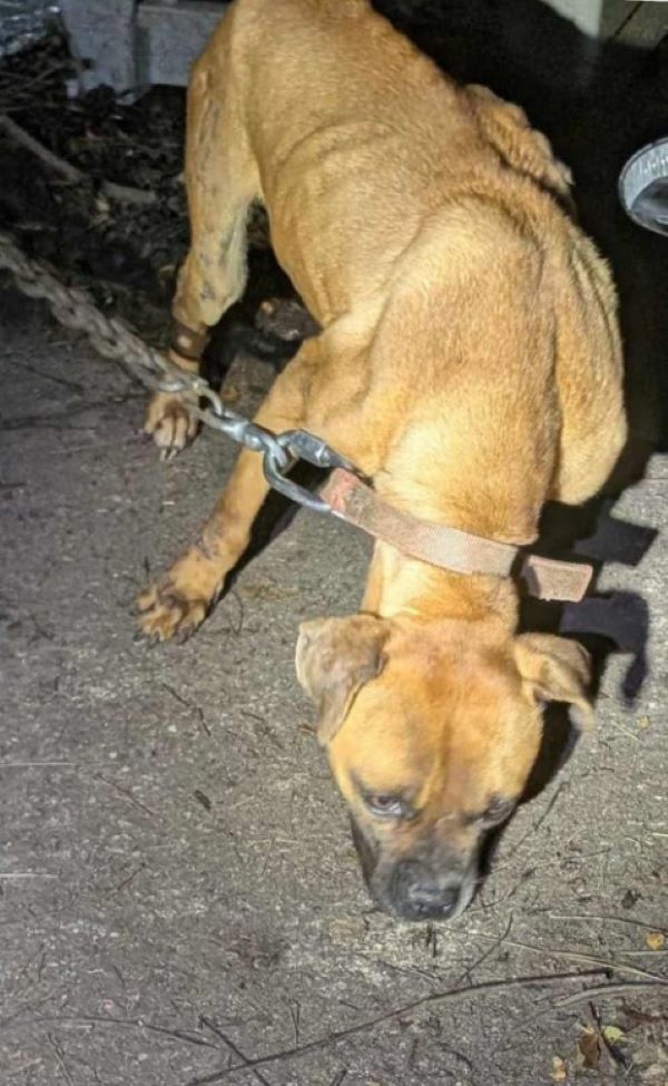 chained dog