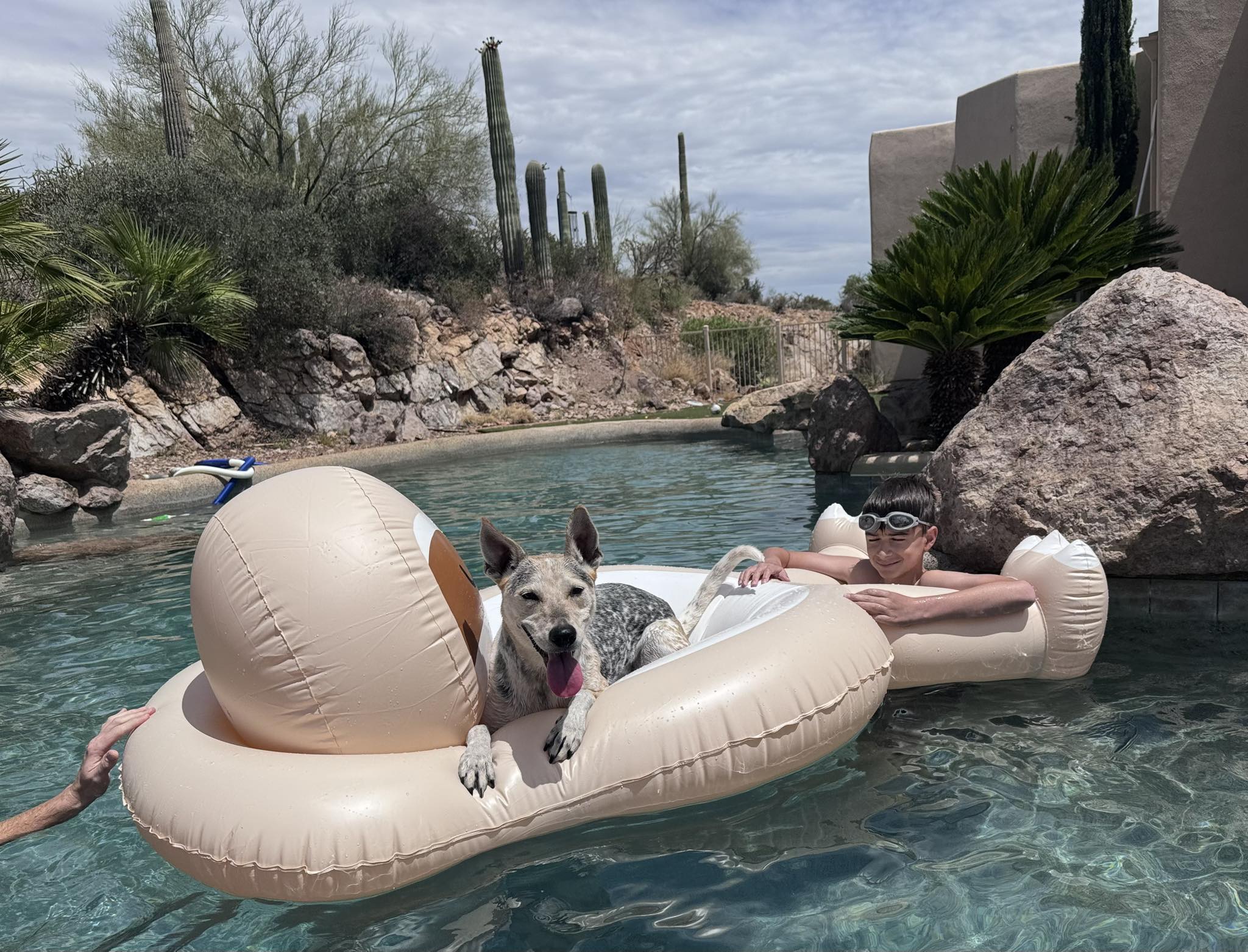 coyote and boy in pool