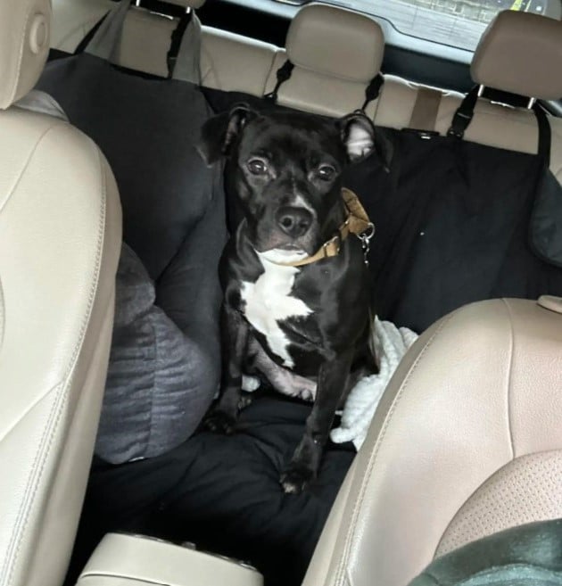cute black dog in car