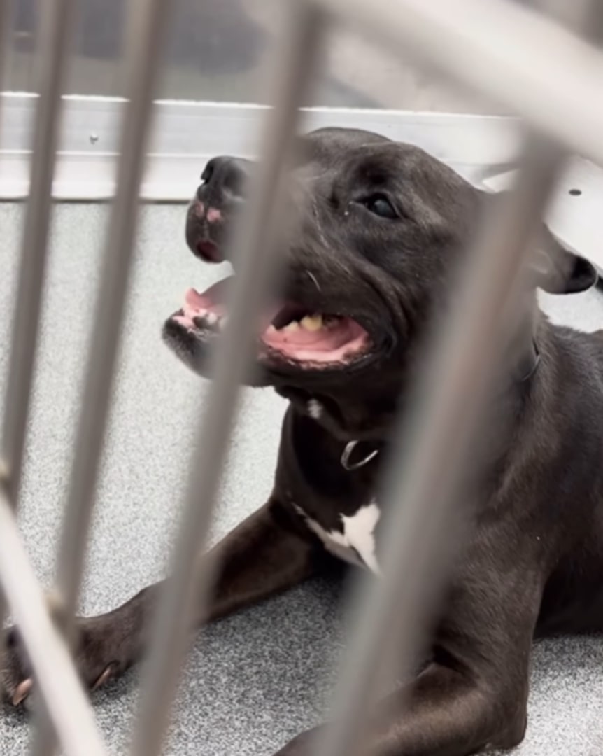 cute black dog