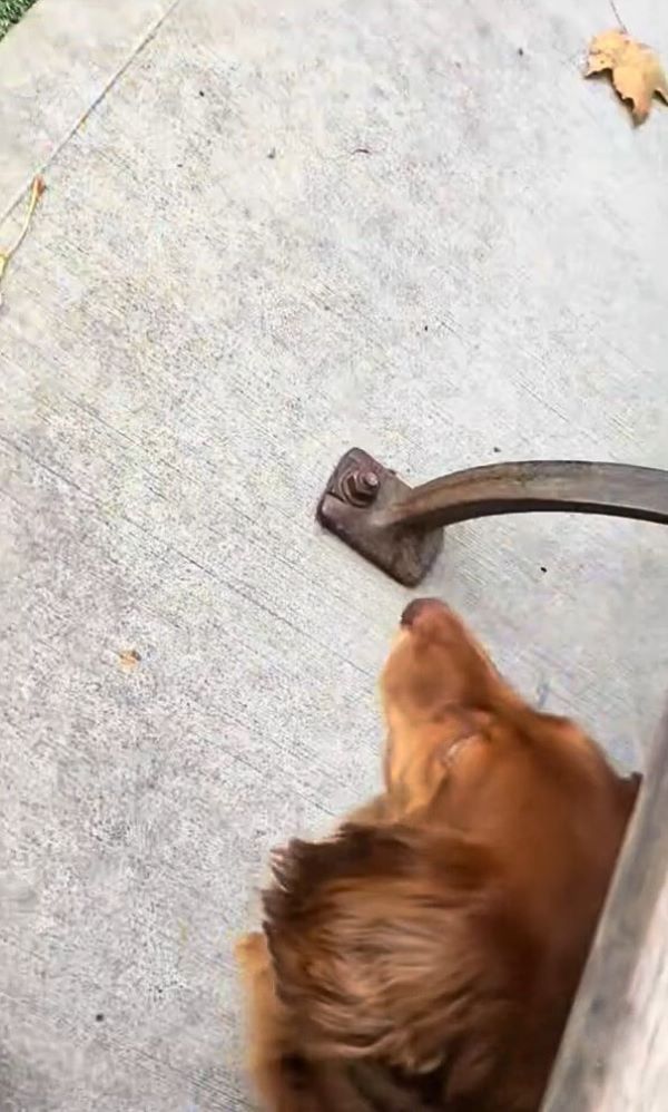 cute brown dog