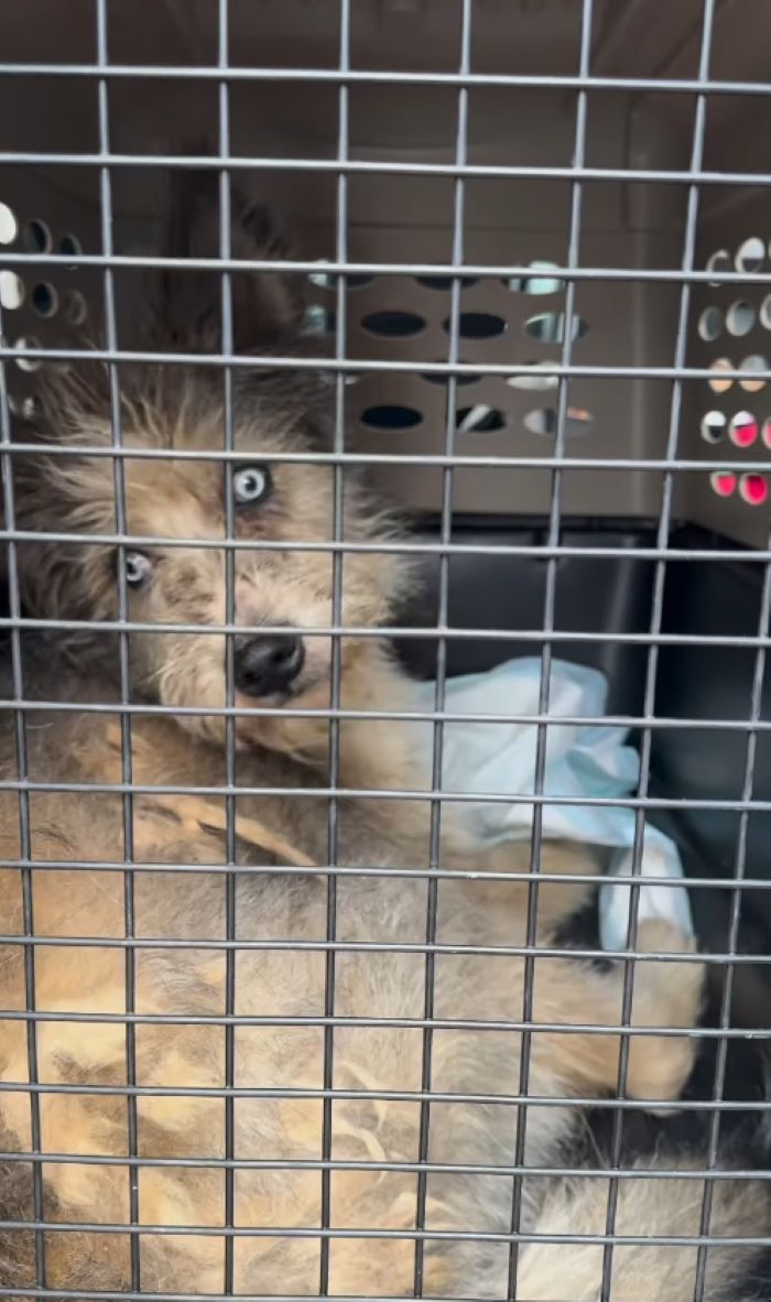 cute dog in crate