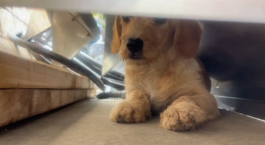 cute dog laying down