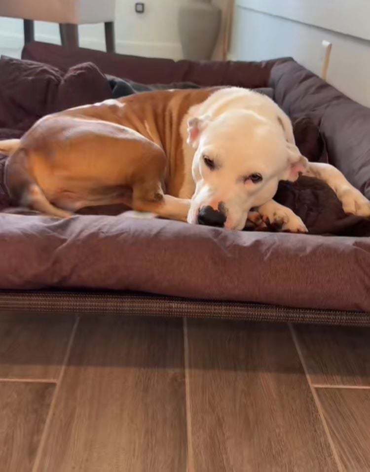 cute dog laying on bed
