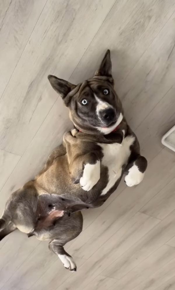 cute dog laying on the floor