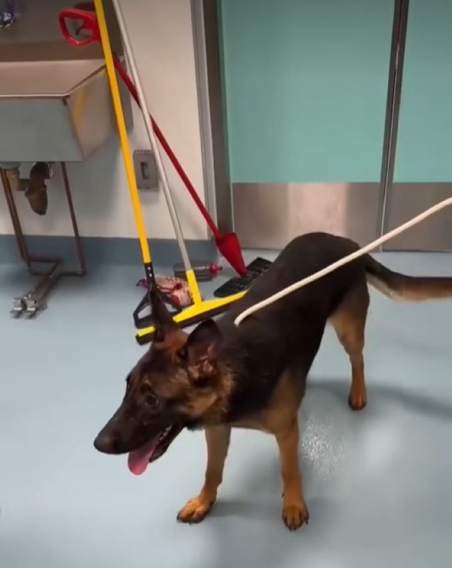 cute dog on leash