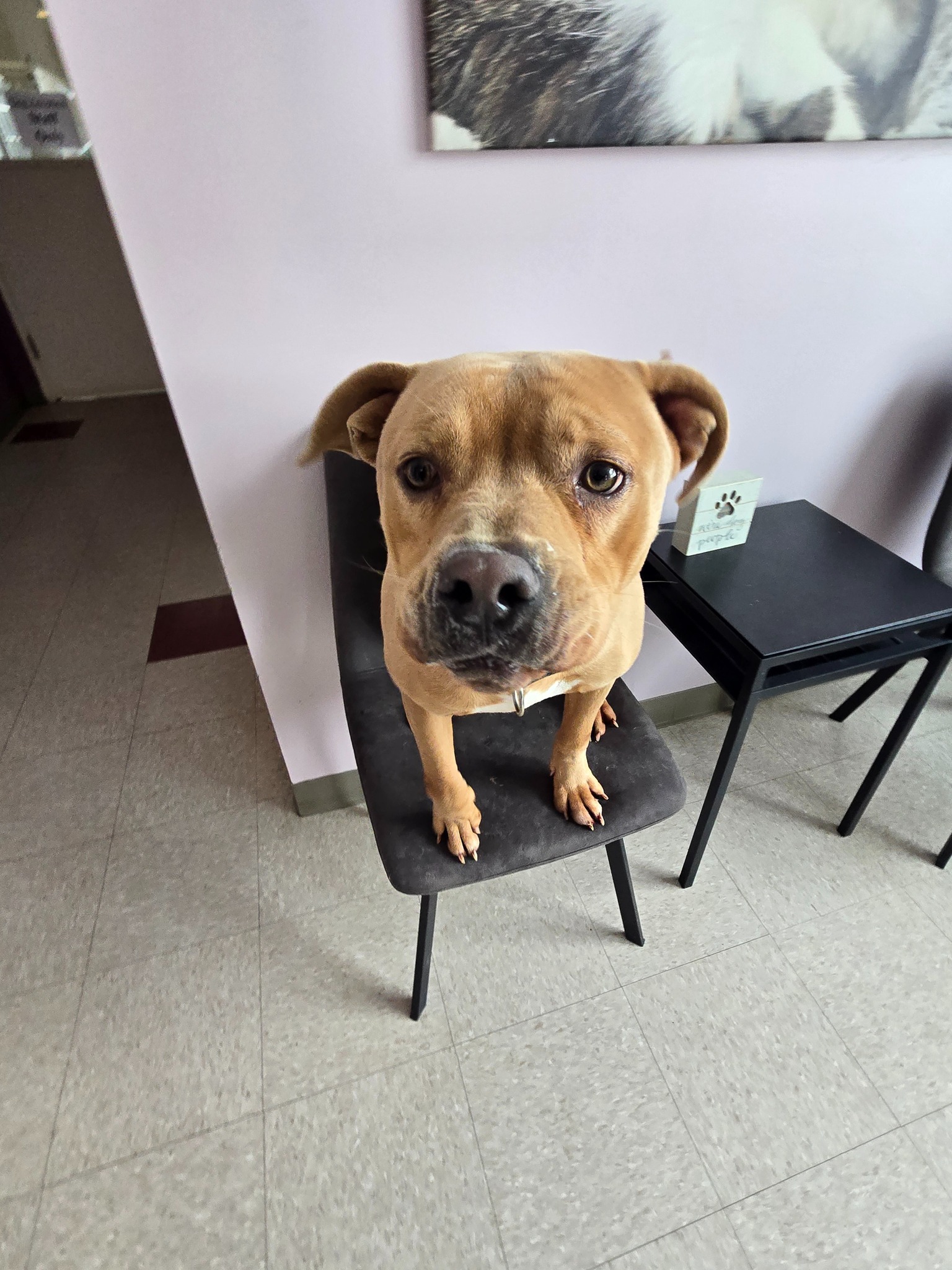 cute dog sitting on chair