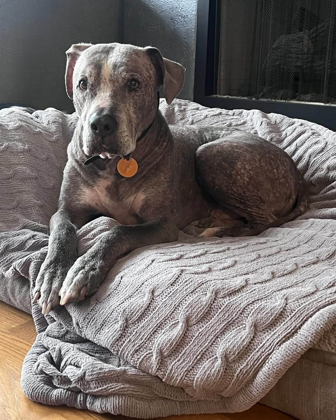 cute dog sitting