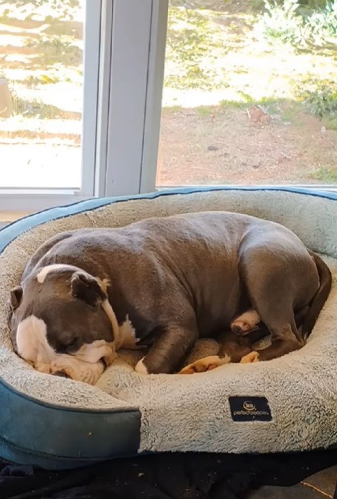 cute dog sleeping