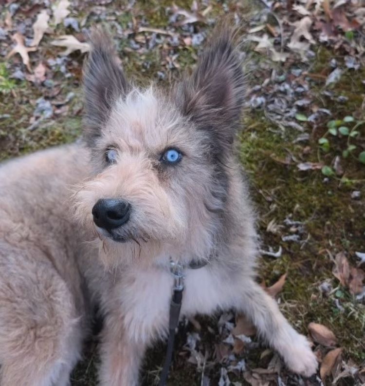 cute dog with blue eyes