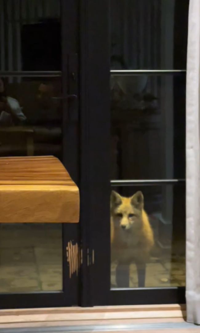 cute fox