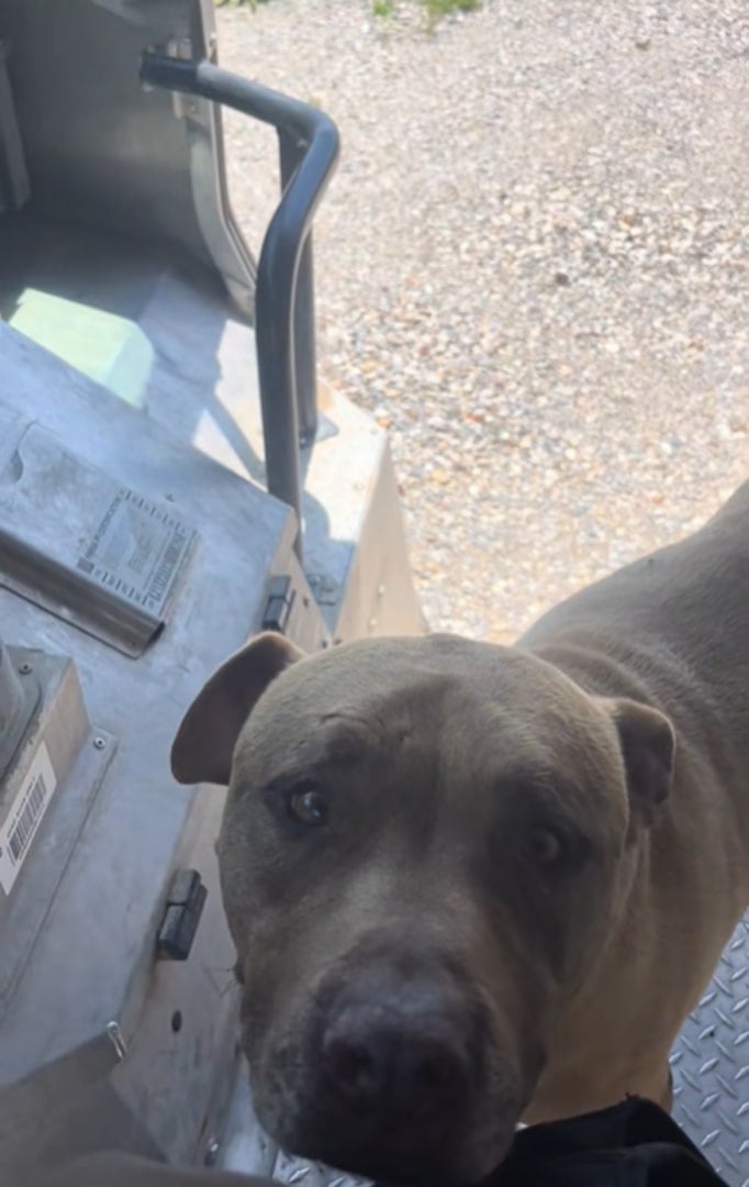 cute senior dog