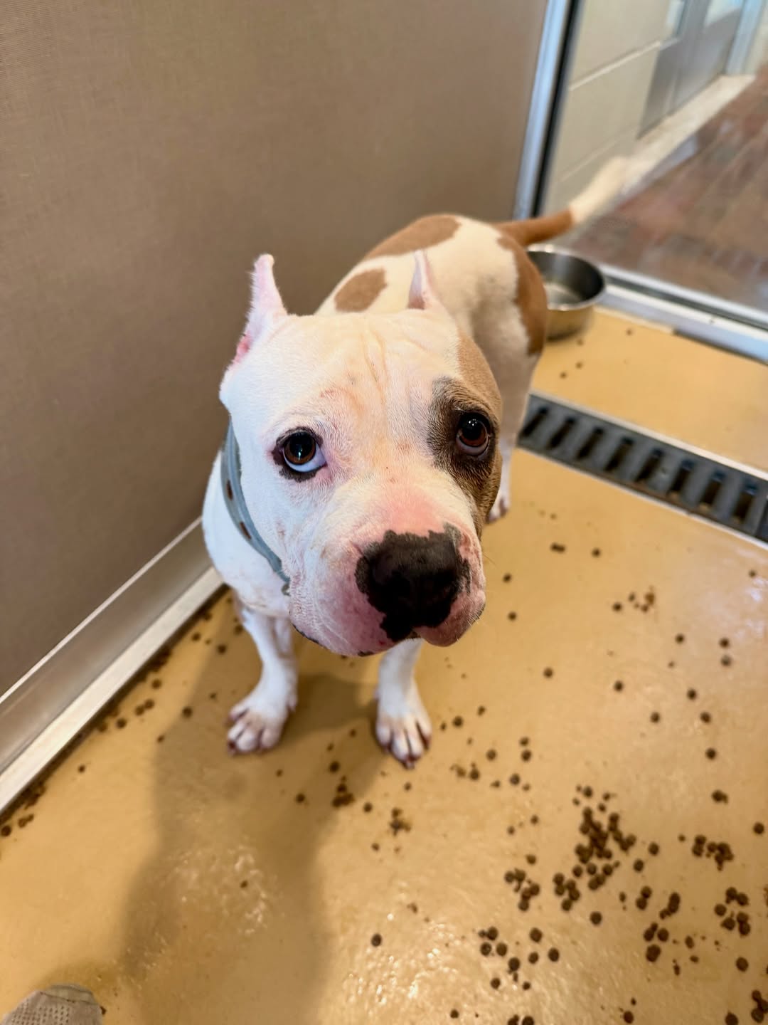 cute shelter dog