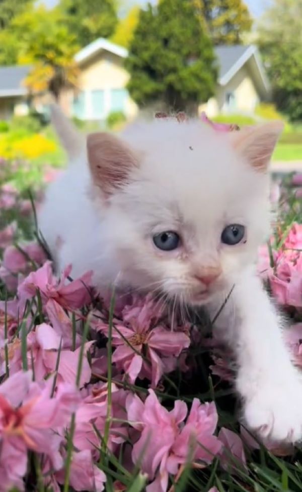 cute white kitten