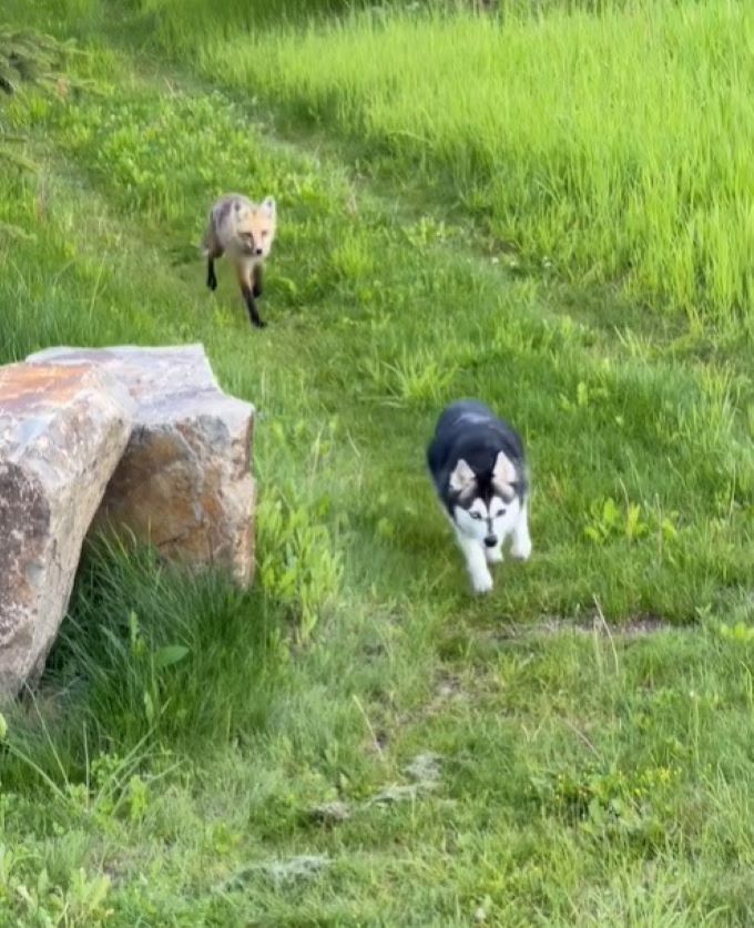 dog and fox running