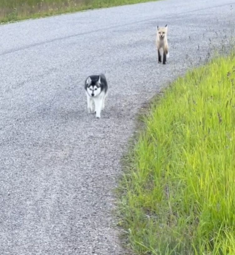 dog and fox walking