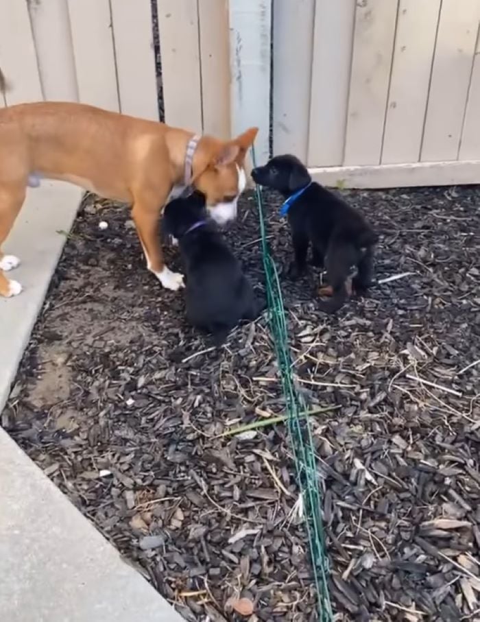 dog and two puppies