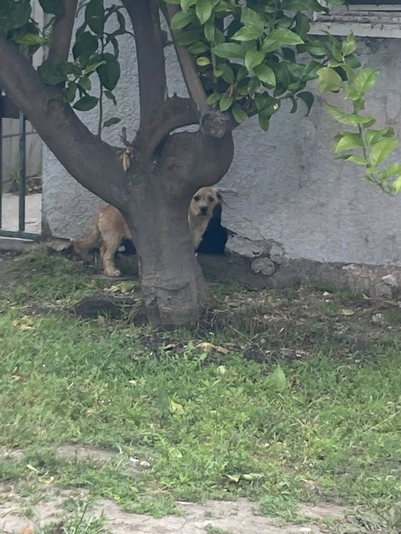 dog behind the tree