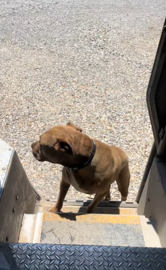 dog climbing