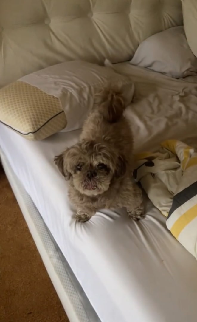 dog in bed