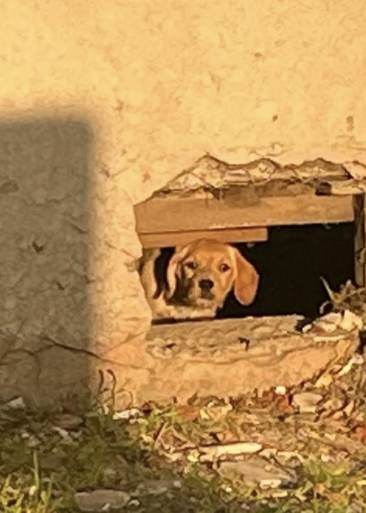dog in building