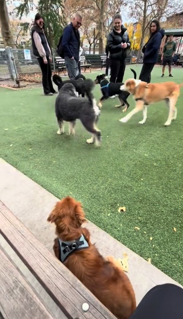 dog in park