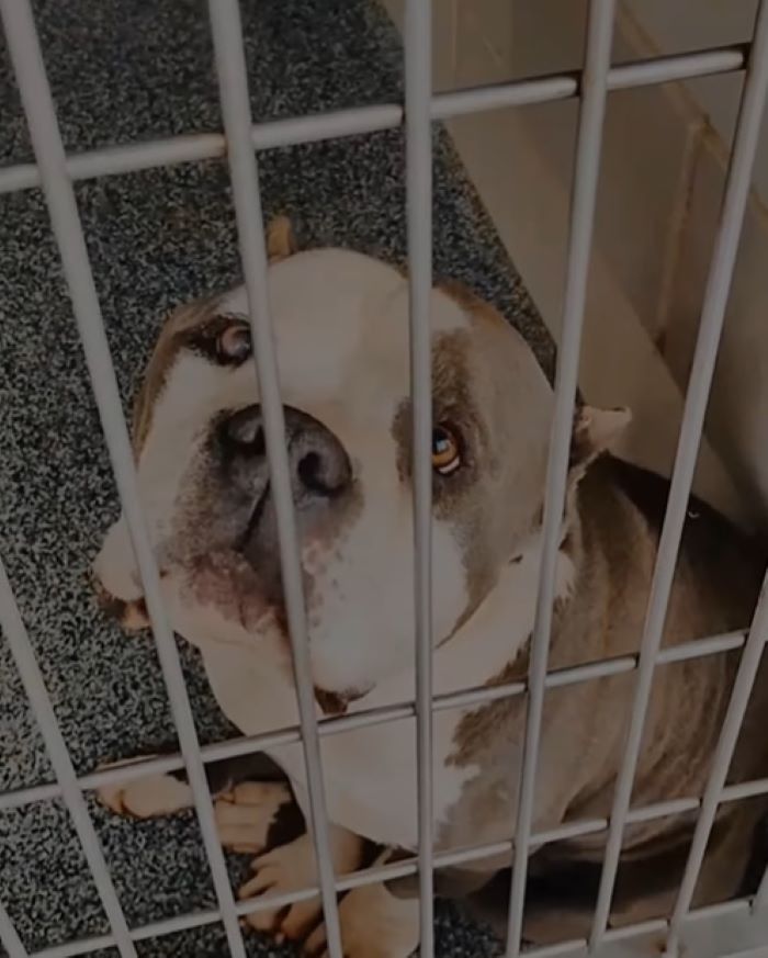 dog in shelter