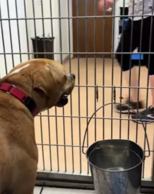 dog in shelter