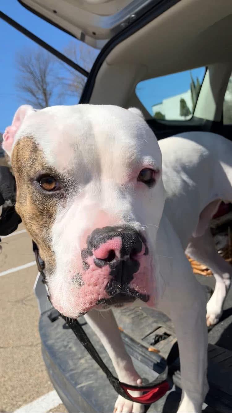 dog in trunk