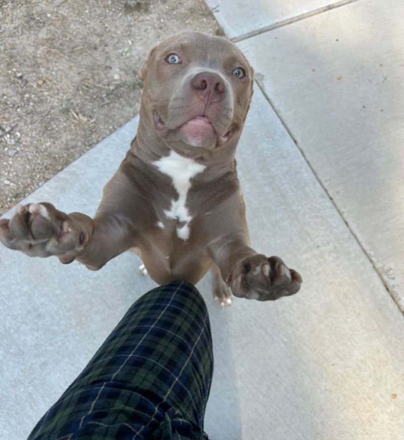 dog jumping on owner