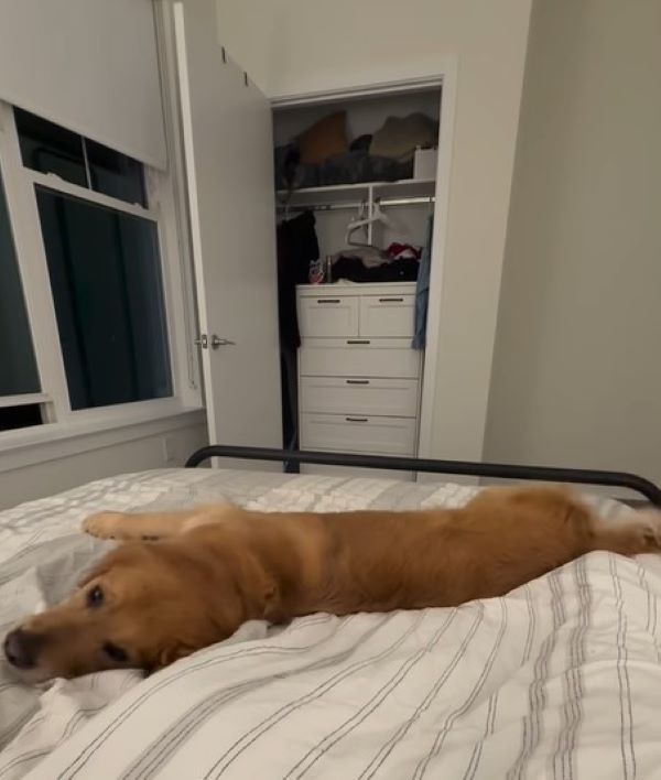 dog laying down on bed
