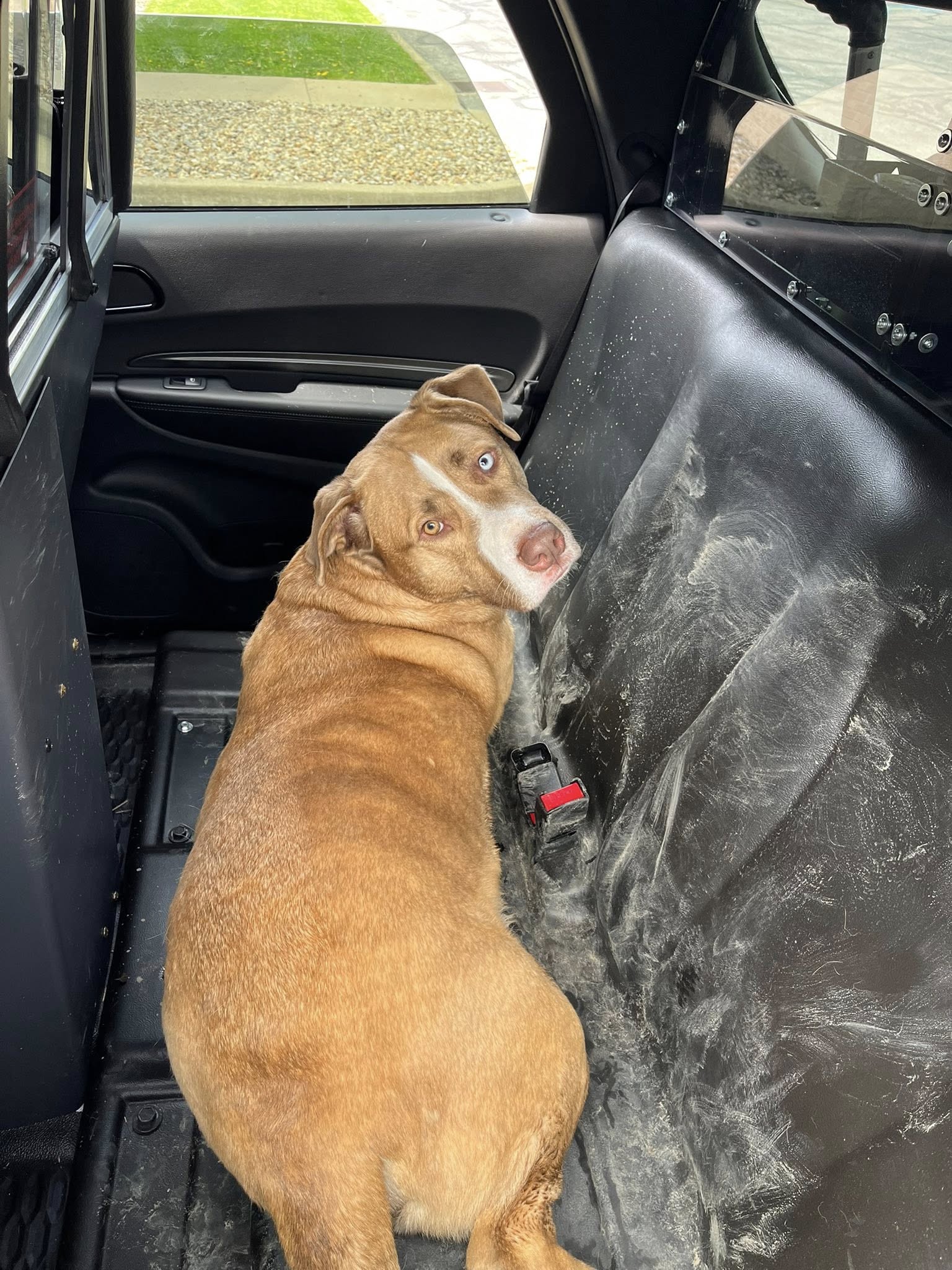 dog laying in car