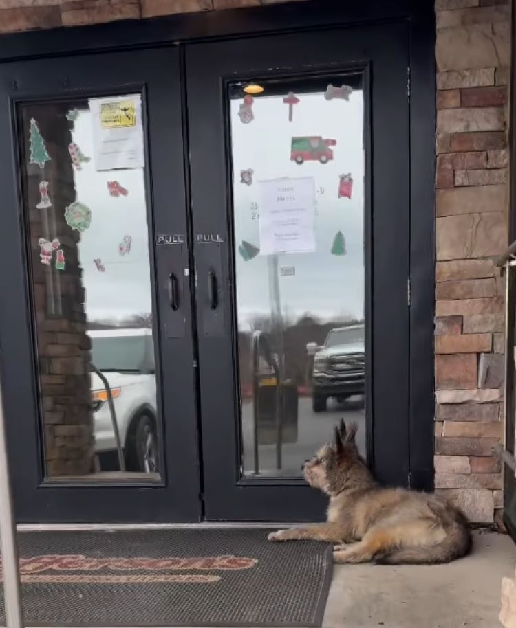 dog laying in front of door