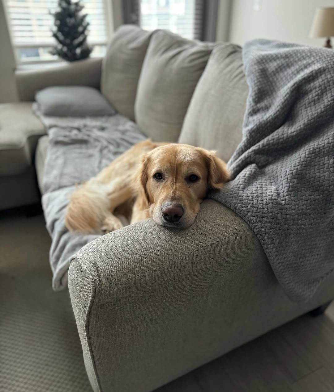 dog laying on couch