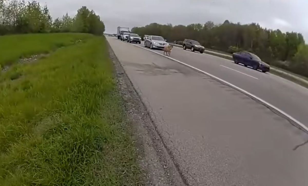 dog on busy road